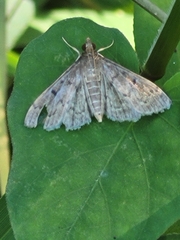 Herpetogramma phaeopteralis