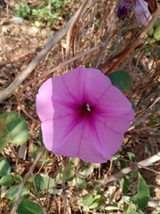 Ipomoea asarifolia