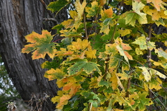 Acer platanoides