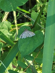 Herpetogramma phaeopteralis