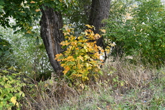 Acer platanoides