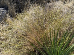 Gutierrezia californica