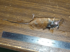 Micromys minutus