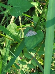 Herpetogramma phaeopteralis