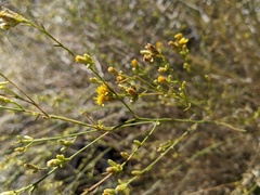 Gutierrezia californica