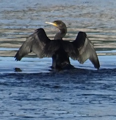 Phalacrocorax carbo