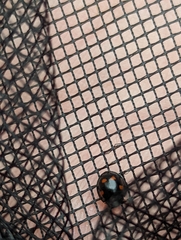 Exochomus quadripustulatus