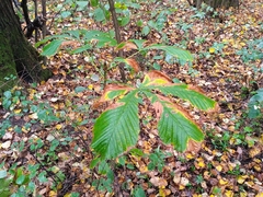 Aesculus hippocastanum