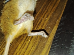 Micromys minutus
