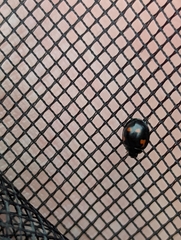 Exochomus quadripustulatus