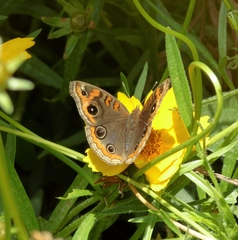 Junonia genoveva hilaris