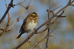 Emberiza rustica