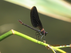Calopteryx haemorrhoidalis