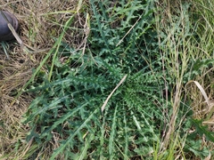 Cirsium palustre