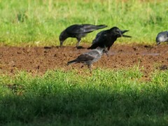 Corvus monedula