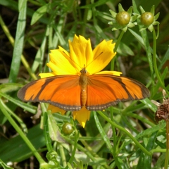 Dryas iulia alcionea