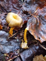 Craterellus tubaeformis