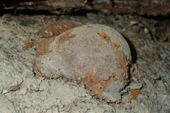 Fomitiporia hartigii