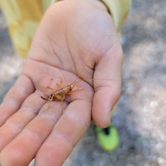 Camptonotus carolinensis