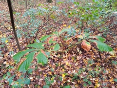 Aesculus hippocastanum