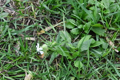 Silene latifolia alba