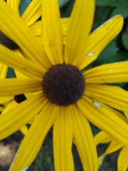 Rudbeckia fulgida