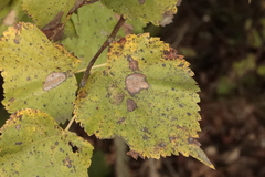 Phyllonorycter issikii