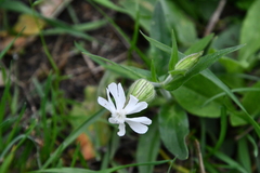 Silene latifolia alba