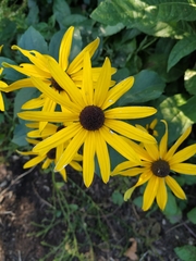 Rudbeckia fulgida