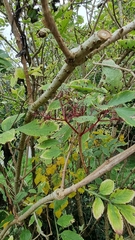 Sambucus nigra