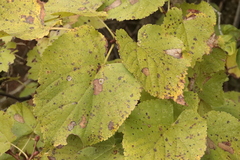 Phyllonorycter issikii