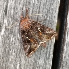 Autographa