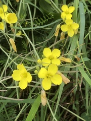 Diplotaxis tenuifolia