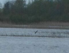 Hydrocoloeus minutus