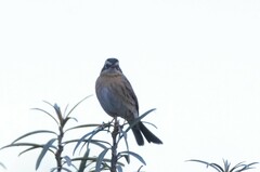 Prunella atrogularis