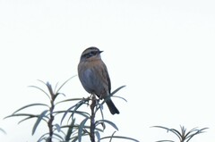 Prunella atrogularis