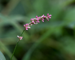 Persicaria cespitosum