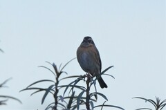 Prunella atrogularis