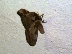 Rothschildia lutea
