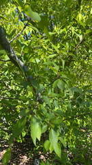 Forestiera acuminata