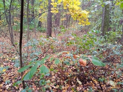 Aesculus hippocastanum