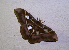 Rothschildia lutea