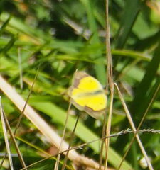 Colias croceus