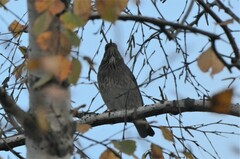 Turdus atrogularis