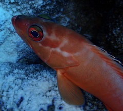 Epinephelus fasciatus