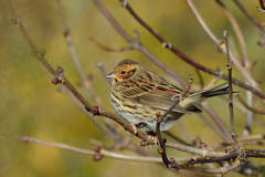 Emberiza pusilla