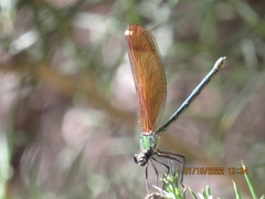 Calopteryx haemorrhoidalis