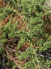 Artemisia dracunculus