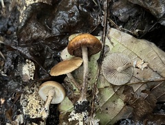 Agrocybe firma