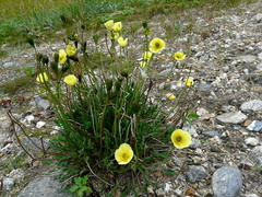 Papaver radicatum